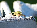 Click image for larger version. 

Name:	Green shield bug DSC_0015.jpg 
Views:	104 
Size:	159.9 KB 
ID:	6700
