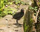 Click image for larger version. 

Name:	moorhen.jpg 
Views:	216 
Size:	179.6 KB 
ID:	5789