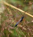 Click image for larger version. 

Name:	SH6994 -090708-Ichneumon Wasp.jpg 
Views:	268 
Size:	261.2 KB 
ID:	10964