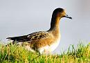 Click image for larger version. 

Name:	Wigeon 02.jpg 
Views:	174 
Size:	439.1 KB 
ID:	18314