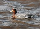 Click image for larger version. 

Name:	Wigeon DSC_0133.JPG 
Views:	168 
Size:	178.2 KB 
ID:	7279