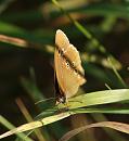 Click image for larger version. 

Name:	SH5480 -090703-ringlet.jpg 
Views:	170 
Size:	323.1 KB 
ID:	10381
