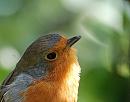 Click image for larger version. 

Name:	Robin (Erithacus rubecula) DSC_0078.jpg 
Views:	253 
Size:	75.3 KB 
ID:	15456