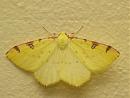Click image for larger version. 

Name:	brimstone_moth.jpg 
Views:	218 
Size:	131.9 KB 
ID:	6062