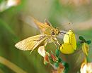 Click image for larger version. 

Name:	Large female Skipper (Ochlodes faunus) DSC_0040.jpg 
Views:	171 
Size:	73.0 KB 
ID:	14431