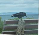 Click image for larger version. 

Name:	Jackdaw with white wing feathers.JPG 
Views:	308 
Size:	164.0 KB 
ID:	18790