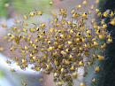 Click image for larger version. 

Name:	Orb Web spier babies Araneus diadematus - SHRUNK.jpg 
Views:	1682 
Size:	355.2 KB 
ID:	1423