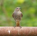 Click image for larger version. 

Name:	black_redstart_female_P5021345.jpg 
Views:	691 
Size:	199.8 KB 
ID:	13648