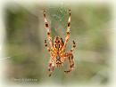 Click image for larger version. 

Name:	Orbweaver DSC_0319.jpg 
Views:	131 
Size:	64.3 KB 
ID:	19443