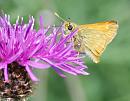 Click image for larger version. 

Name:	Large female Skipper (Ochlodes faunus) DSC_0020.jpg 
Views:	166 
Size:	93.6 KB 
ID:	14430