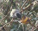 Click image for larger version. 

Name:	January 2007 - Blackcap 2.JPG 
Views:	214 
Size:	70.3 KB 
ID:	12682