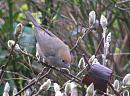 Click image for larger version. 

Name:	Blackcap (f) (2).jpg 
Views:	229 
Size:	153.8 KB 
ID:	12683