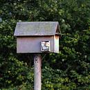 Click image for larger version. 

Name:	Barn OWLS 2.jpg 
Views:	203 
Size:	250.1 KB 
ID:	18068