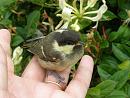 Click image for larger version. 

Name:	Baby Coal Tit.jpg 
Views:	228 
Size:	148.8 KB 
ID:	18889