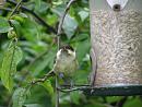 Click image for larger version. 

Name:	Coal Tit posing.jpg 
Views:	220 
Size:	156.8 KB 
ID:	18890