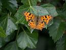 Click image for larger version. 

Name:	SH3866 -1007 12-Comma Butterfly-Polygonia c-album.jpg 
Views:	152 
Size:	418.5 KB 
ID:	14939