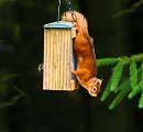 Click image for larger version. 

Name:	Red Squirrel 2.jpg 
Views:	171 
Size:	278.9 KB 
ID:	942