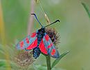 Click image for larger version. 

Name:	Six-spot Burnet (Zygaena filipendulae) DSC_0242.jpg 
Views:	1361 
Size:	77.1 KB 
ID:	14841