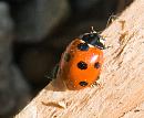 Click image for larger version. 

Name:	Seven Spot Ladybird.jpg 
Views:	185 
Size:	241.0 KB 
ID:	1667