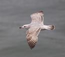 Click image for larger version. 

Name:	herring_gull_P4305242.jpg 
Views:	1180 
Size:	114.6 KB 
ID:	9480