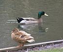 Click image for larger version. 

Name:	Mallard Duck (leucistic) and Drake.jpg 
Views:	533 
Size:	171.8 KB 
ID:	8618