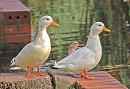 Click image for larger version. 

Name:	ducks white.jpg 
Views:	975 
Size:	103.2 KB 
ID:	8623