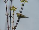 Click image for larger version. 

Name:	willow warbler1.jpg 
Views:	239 
Size:	268.1 KB 
ID:	1666