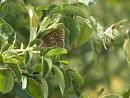 Click image for larger version. 

Name:	SH2340 -1007 04-Female Ringlet-Aphantopus_hyperantus.jpg 
Views:	151 
Size:	280.0 KB 
ID:	14748