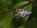 Click image for larger version. 

Name:	SH0486 -1105 30-Small Magpie Eurrhypara hortulata.jpg 
Views:	200 
Size:	482.1 KB 
ID:	17449