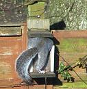 Click image for larger version. 

Name:	Squirrel view.JPG 
Views:	108 
Size:	93.5 KB 
ID:	12215