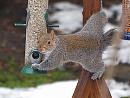 Click image for larger version. 

Name:	squirrel_PC263193.jpg 
Views:	100 
Size:	214.6 KB 
ID:	12216