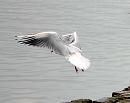 Click image for larger version. 

Name:	B H Gull.jpg 
Views:	155 
Size:	56.5 KB 
ID:	619