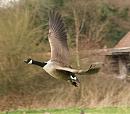 Click image for larger version. 

Name:	canada_goose_1.jpg 
Views:	1430 
Size:	79.7 KB 
ID:	3891