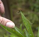 Click image for larger version. 

Name:	SH8175 -1006 08-Horsehair_Worm-Nematomorpha.jpg 
Views:	12572 
Size:	318.9 KB 
ID:	14031