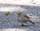 Click image for larger version. 

Name:	Dunnock ( Prunella modularis) DSC_0027.jpg 
Views:	369 
Size:	152.6 KB 
ID:	14958