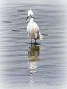 Click image for larger version. 

Name:	Little Egret.jpg 
Views:	254 
Size:	37.3 KB 
ID:	19953