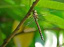 Click image for larger version. 

Name:	Teneral Female Southern Hawker (Aeshna cyanea)DSC_0099.jpg 
Views:	326 
Size:	77.2 KB 
ID:	15118