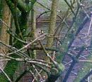 Click image for larger version. 

Name:	Sunday Goldcrest.JPG 
Views:	188 
Size:	48.6 KB 
ID:	18378