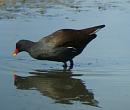 Click image for larger version. 

Name:	Moorhen.jpg 
Views:	310 
Size:	218.2 KB 
ID:	1663