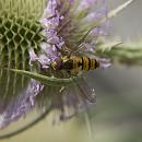 Click image for larger version. 

Name:	SH6020 -1007 26-Marmalade hoverfly - Episyrphus balteatus.jpg 
Views:	159 
Size:	428.0 KB 
ID:	15155