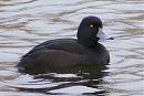 Click image for larger version. 

Name:	New Zealand ScaupDSCF2372.jpg 
Views:	165 
Size:	88.4 KB 
ID:	6703