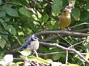 Click image for larger version. 

Name:	bluetit_greenfinch.jpg 
Views:	176 
Size:	193.0 KB 
ID:	1723