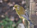 Click image for larger version. 

Name:	greenfinch_messy.jpg 
Views:	176 
Size:	325.5 KB 
ID:	1725