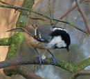 Click image for larger version. 

Name:	coaltit_meal.jpg 
Views:	165 
Size:	13.2 KB 
ID:	6778