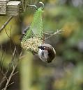 Click image for larger version. 

Name:	SH6904 -0910 29-Sparrow-Passer_domesticus.jpg 
Views:	153 
Size:	297.0 KB 
ID:	11782