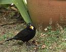 Click image for larger version. 

Name:	SH4489 -1007 17-Blackbird-Turdus_merula.jpg 
Views:	198 
Size:	418.2 KB 
ID:	15186