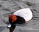 Click image for larger version. 

Name:	Pochard duck.jpg 
Views:	320 
Size:	87.9 KB 
ID:	2661