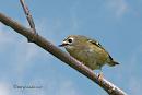 Click image for larger version. 

Name:	Goldcrest card.jpg 
Views:	298 
Size:	33.7 KB 
ID:	19854