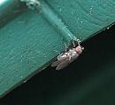 Click image for larger version. 

Name:	SH1948 -0909 19-Silver Fly - newly emerged uncoloured Fly.jpg 
Views:	170 
Size:	307.3 KB 
ID:	11584