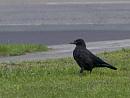Click image for larger version. 

Name:	SH9608 -1008 28-Carrion Crow-Corvus_corone.jpg 
Views:	252 
Size:	340.9 KB 
ID:	15652
